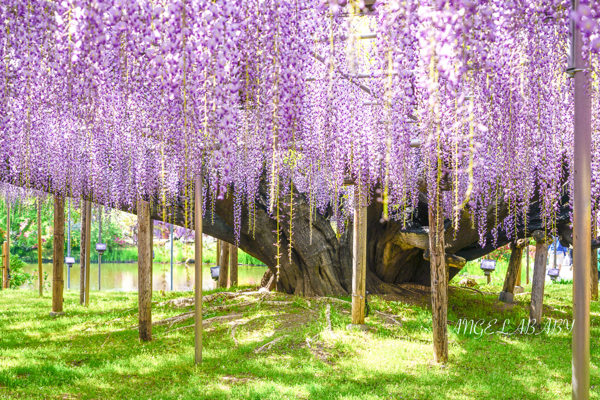 東京『足利花卉公園』CNN選為「世界10大夢幻旅遊景點」之一、鬼滅迷朝聖的必訪之地 @梅格(Angelababy)享樂日記