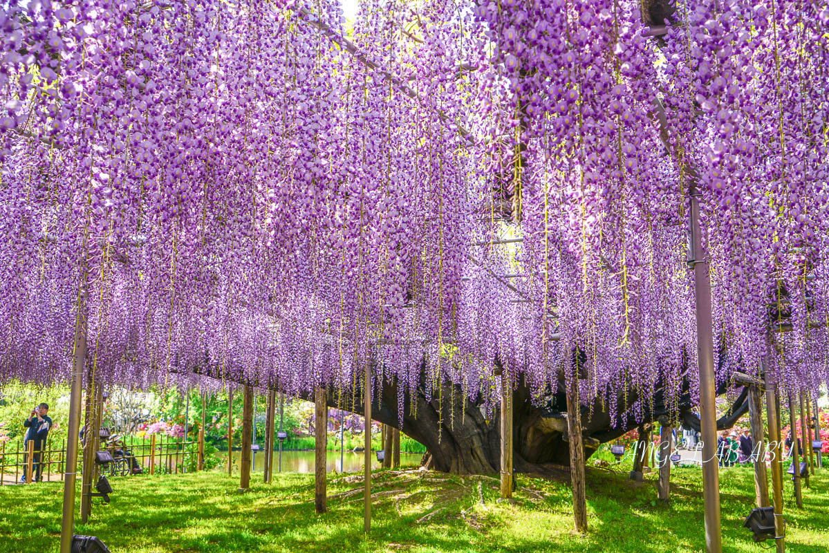 東京『足利花卉公園』CNN選為「世界10大夢幻旅遊景點」之一、鬼滅迷朝聖的必訪之地 @梅格(Angelababy)享樂日記