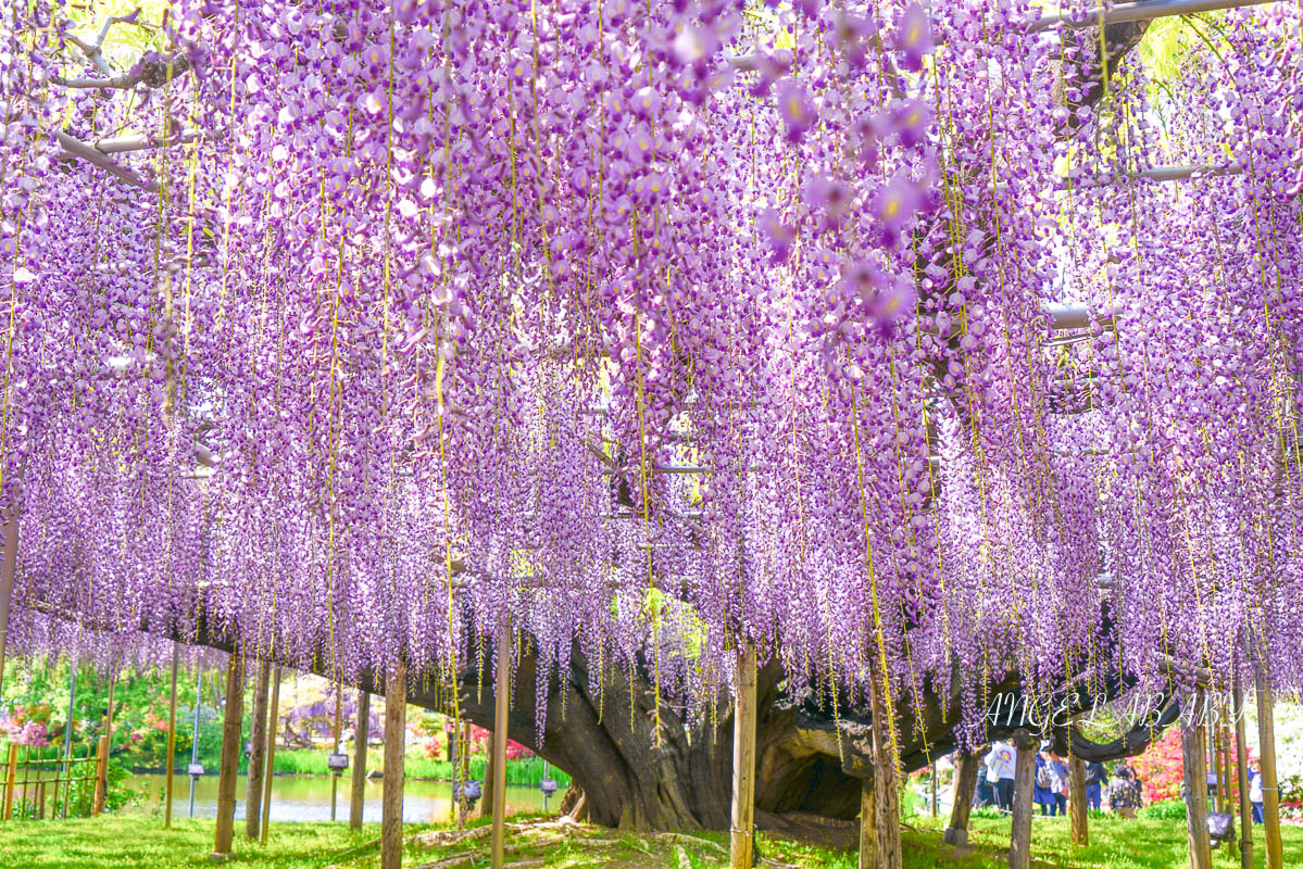 東京『足利花卉公園』CNN選為「世界10大夢幻旅遊景點」之一、鬼滅迷朝聖的必訪之地 @梅格(Angelababy)享樂日記