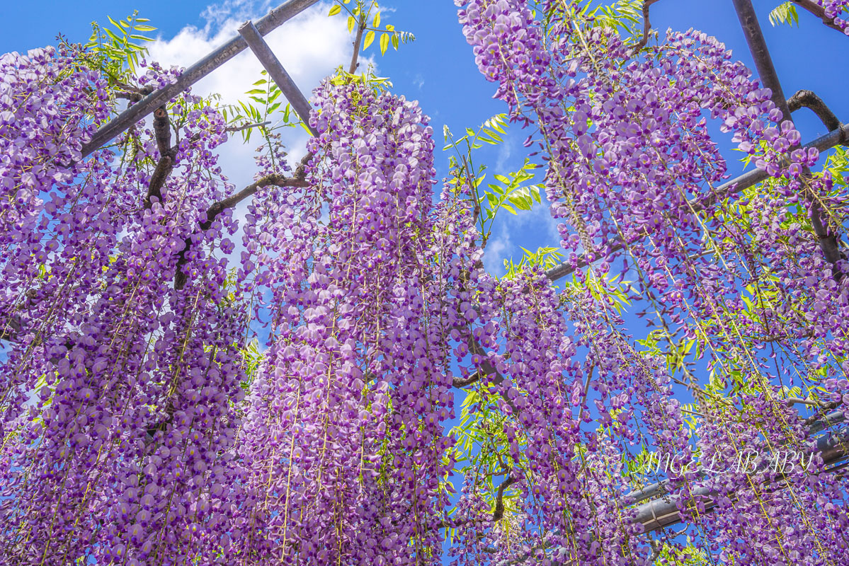 東京『足利花卉公園』CNN選為「世界10大夢幻旅遊景點」之一、鬼滅迷朝聖的必訪之地 @梅格(Angelababy)享樂日記