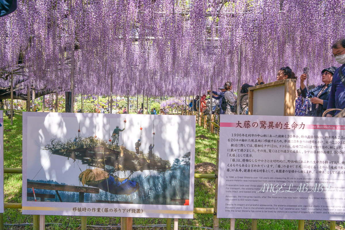 東京『足利花卉公園』CNN選為「世界10大夢幻旅遊景點」之一、鬼滅迷朝聖的必訪之地 @梅格(Angelababy)享樂日記