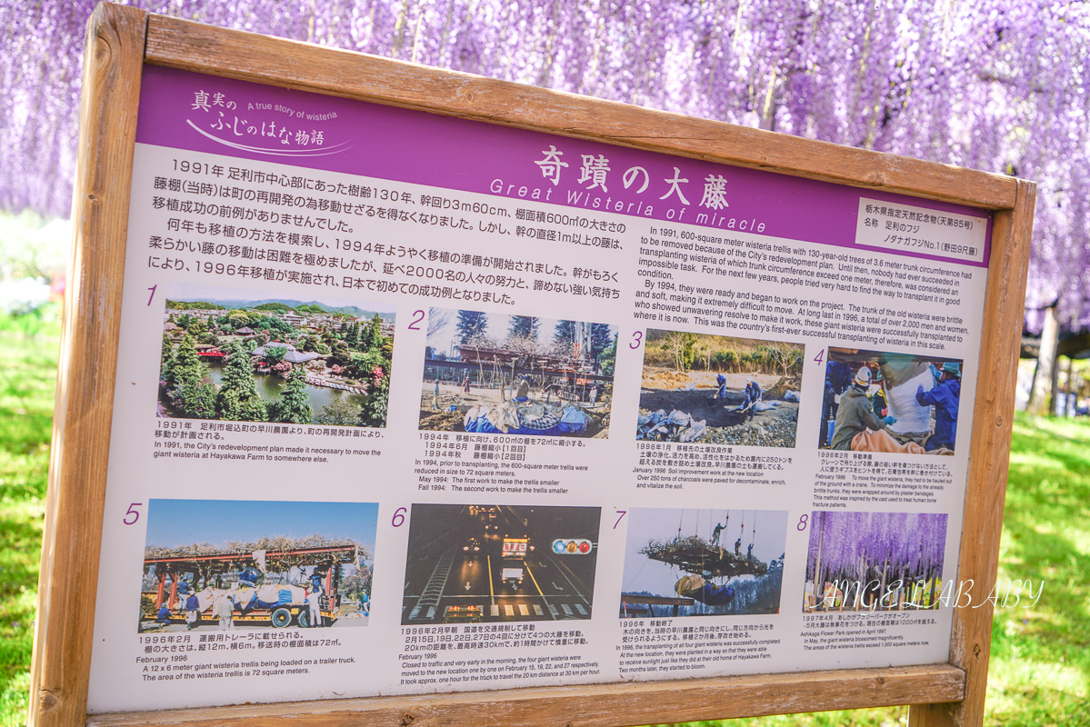 東京『足利花卉公園』CNN選為「世界10大夢幻旅遊景點」之一、鬼滅迷朝聖的必訪之地 @梅格(Angelababy)享樂日記