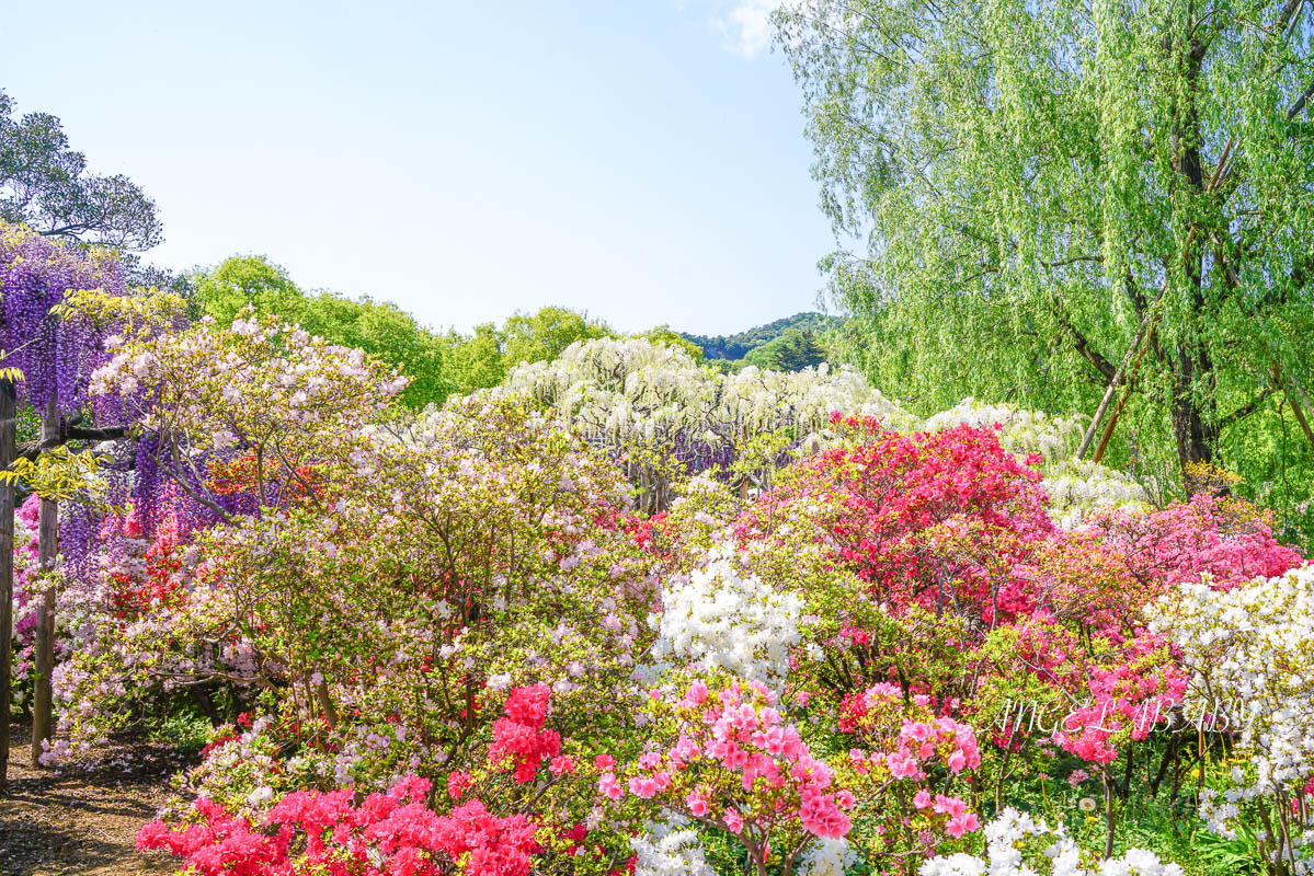 東京『足利花卉公園』CNN選為「世界10大夢幻旅遊景點」之一、鬼滅迷朝聖的必訪之地 @梅格(Angelababy)享樂日記