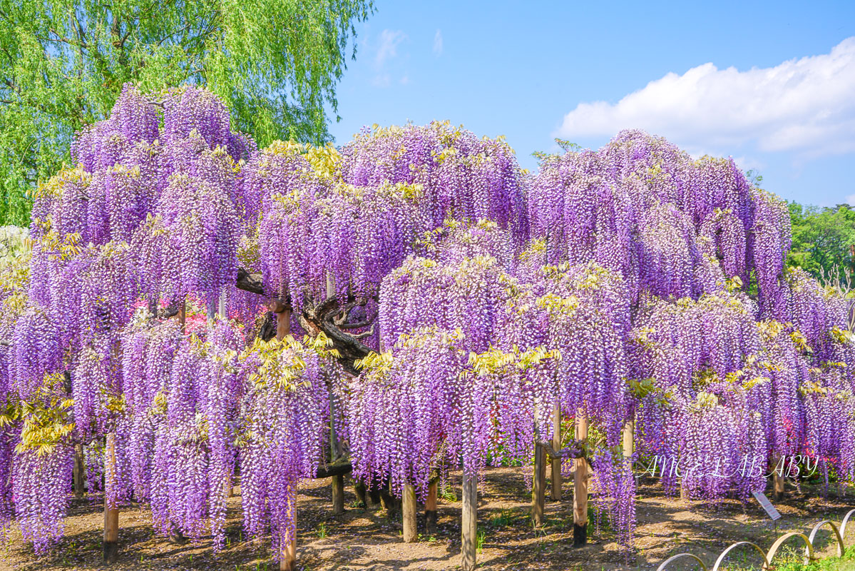 東京『足利花卉公園』CNN選為「世界10大夢幻旅遊景點」之一、鬼滅迷朝聖的必訪之地 @梅格(Angelababy)享樂日記