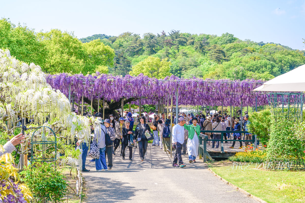 東京『足利花卉公園』CNN選為「世界10大夢幻旅遊景點」之一、鬼滅迷朝聖的必訪之地 @梅格(Angelababy)享樂日記