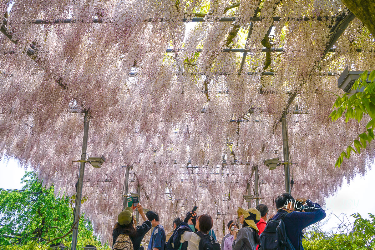 東京『足利花卉公園』CNN選為「世界10大夢幻旅遊景點」之一、鬼滅迷朝聖的必訪之地 @梅格(Angelababy)享樂日記