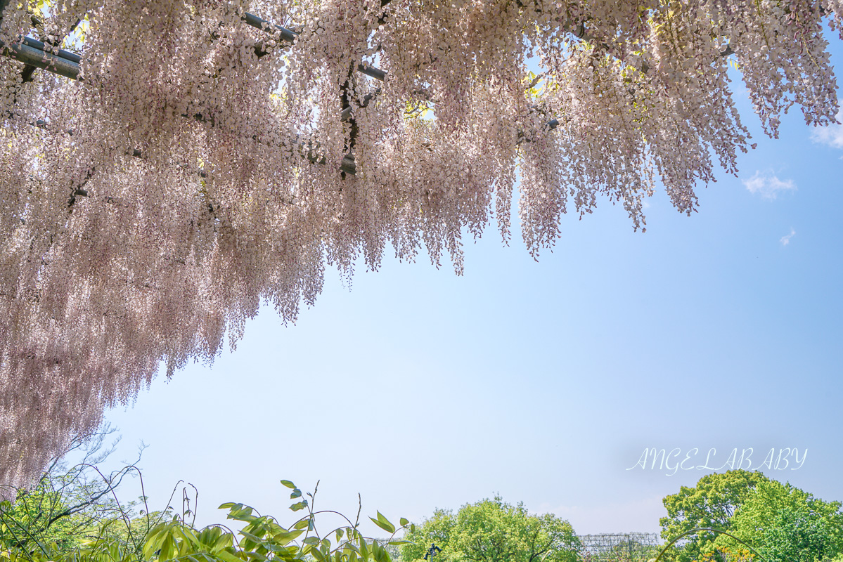東京『足利花卉公園』CNN選為「世界10大夢幻旅遊景點」之一、鬼滅迷朝聖的必訪之地 @梅格(Angelababy)享樂日記