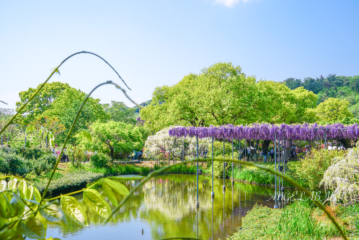 東京『足利花卉公園』CNN選為「世界10大夢幻旅遊景點」之一、鬼滅迷朝聖的必訪之地 @梅格(Angelababy)享樂日記