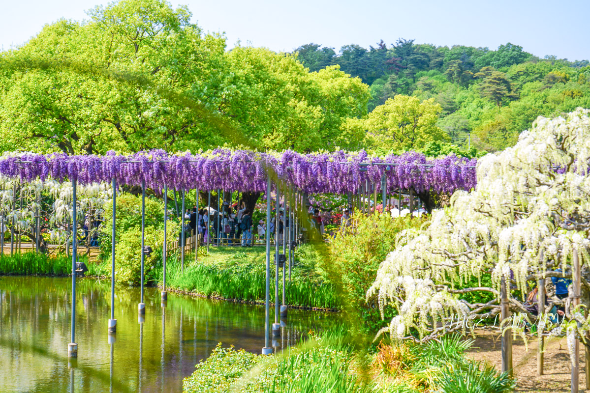 東京『足利花卉公園』CNN選為「世界10大夢幻旅遊景點」之一、鬼滅迷朝聖的必訪之地 @梅格(Angelababy)享樂日記