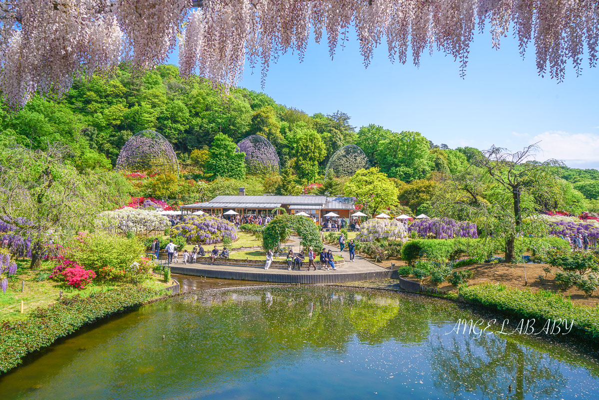 東京『足利花卉公園』CNN選為「世界10大夢幻旅遊景點」之一、鬼滅迷朝聖的必訪之地 @梅格(Angelababy)享樂日記