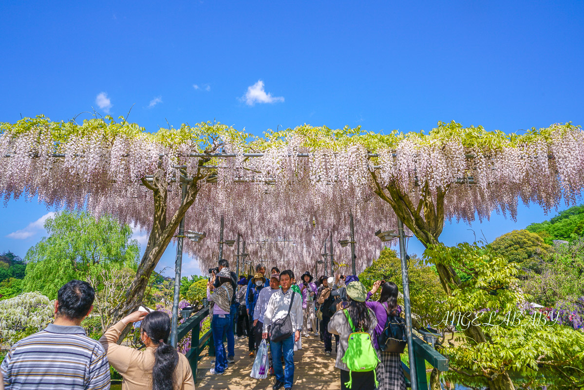 東京『足利花卉公園』CNN選為「世界10大夢幻旅遊景點」之一、鬼滅迷朝聖的必訪之地 @梅格(Angelababy)享樂日記