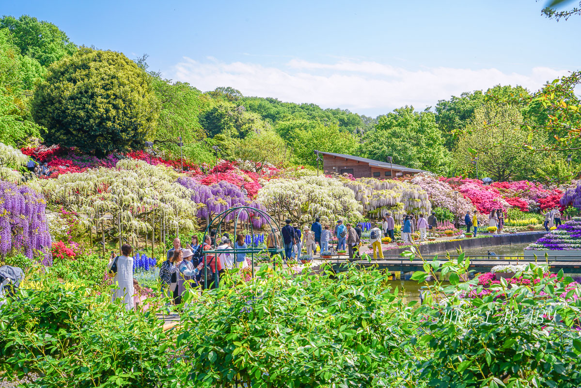 東京『足利花卉公園』CNN選為「世界10大夢幻旅遊景點」之一、鬼滅迷朝聖的必訪之地 @梅格(Angelababy)享樂日記