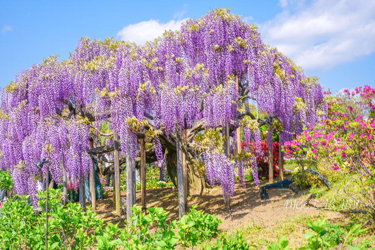 東京『足利花卉公園』CNN選為「世界10大夢幻旅遊景點」之一、鬼滅迷朝聖的必訪之地 @梅格(Angelababy)享樂日記