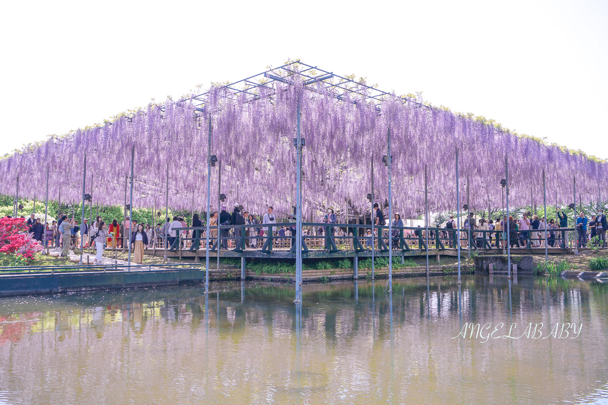 東京『足利花卉公園』CNN選為「世界10大夢幻旅遊景點」之一、鬼滅迷朝聖的必訪之地 @梅格(Angelababy)享樂日記