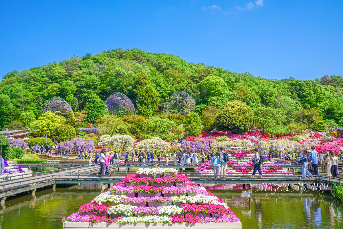東京『足利花卉公園』CNN選為「世界10大夢幻旅遊景點」之一、鬼滅迷朝聖的必訪之地 @梅格(Angelababy)享樂日記