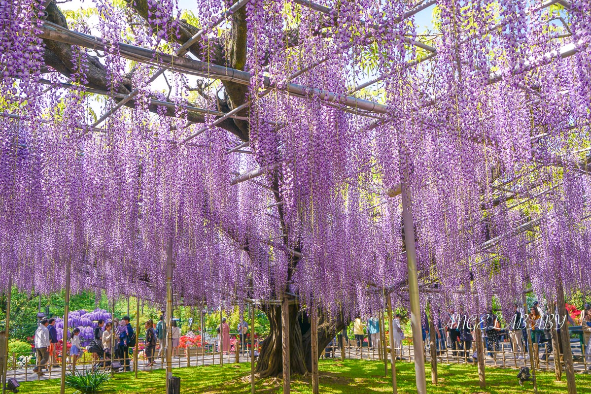 東京『足利花卉公園』CNN選為「世界10大夢幻旅遊景點」之一、鬼滅迷朝聖的必訪之地 @梅格(Angelababy)享樂日記