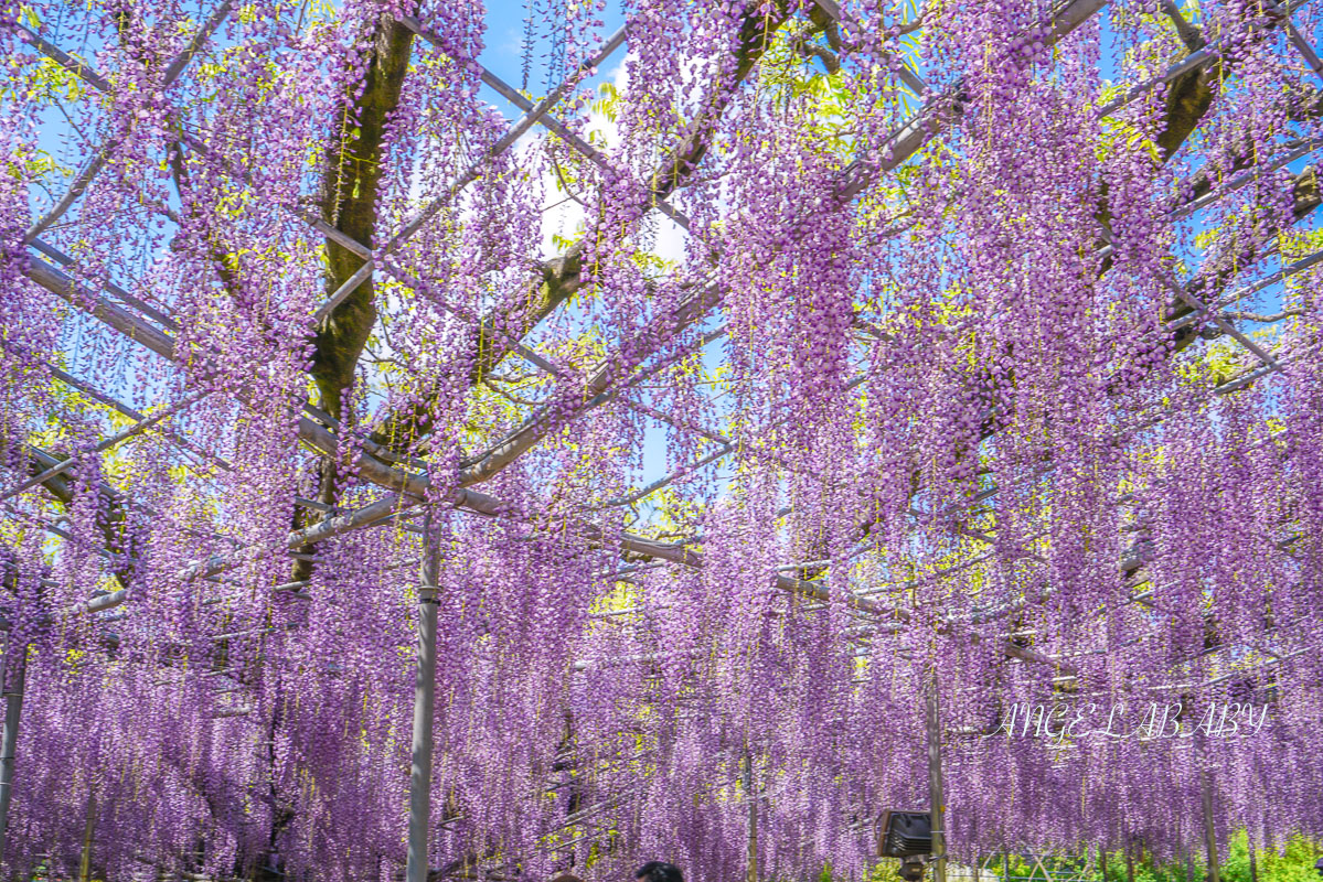 東京『足利花卉公園』CNN選為「世界10大夢幻旅遊景點」之一、鬼滅迷朝聖的必訪之地 @梅格(Angelababy)享樂日記