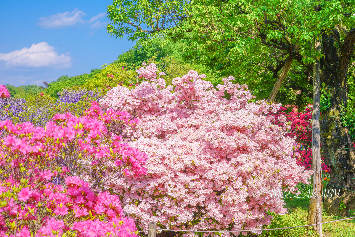 東京『足利花卉公園』CNN選為「世界10大夢幻旅遊景點」之一、鬼滅迷朝聖的必訪之地 @梅格(Angelababy)享樂日記