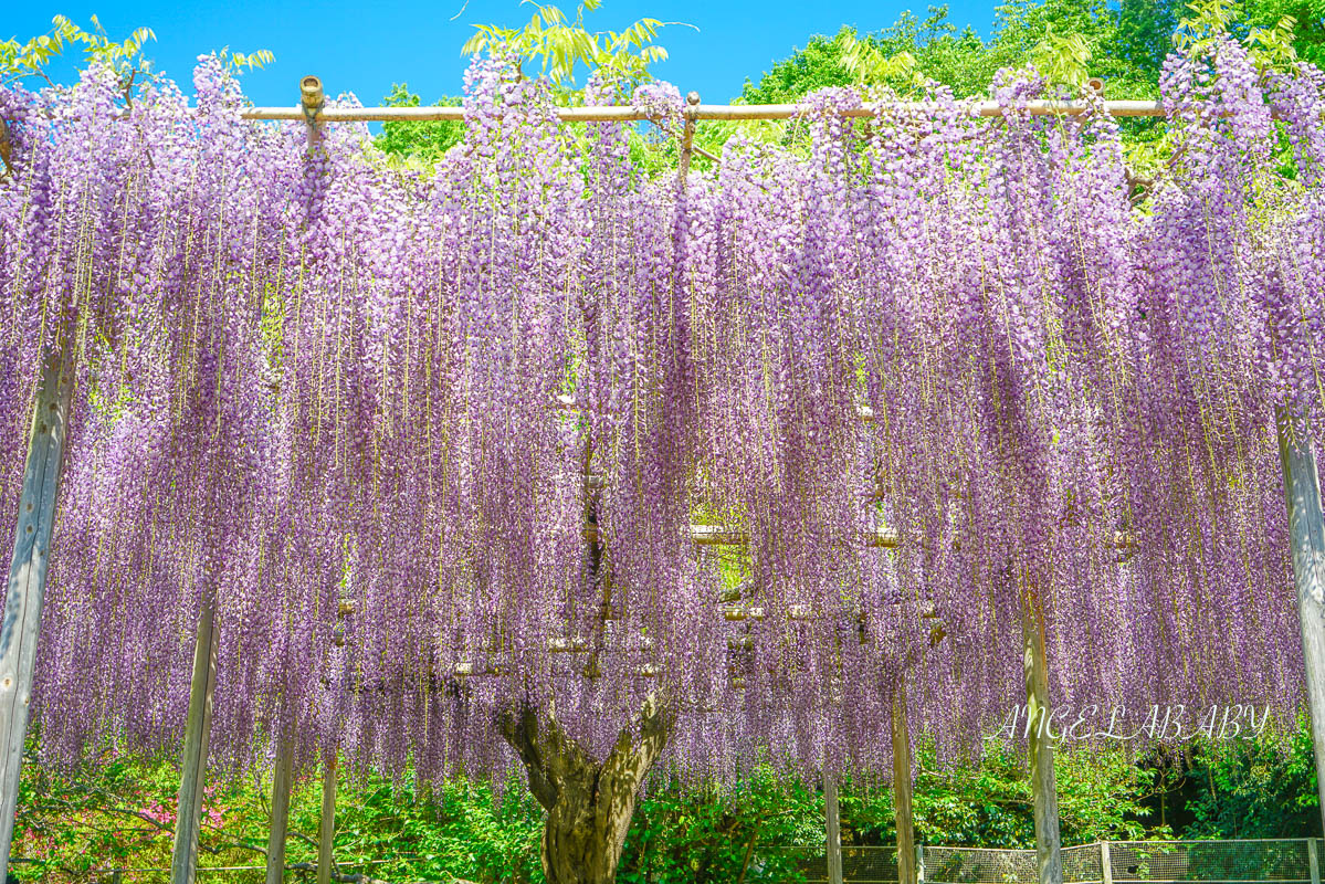東京『足利花卉公園』CNN選為「世界10大夢幻旅遊景點」之一、鬼滅迷朝聖的必訪之地 @梅格(Angelababy)享樂日記