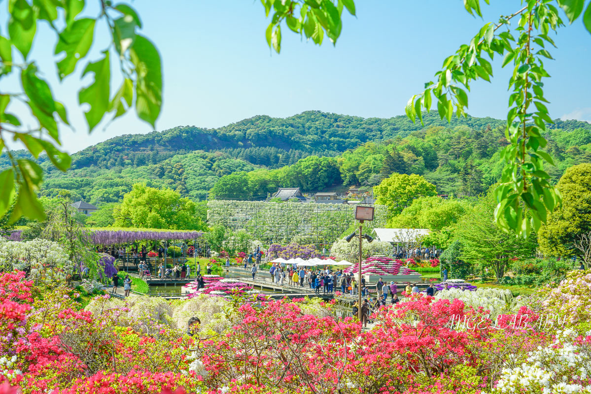 東京『足利花卉公園』CNN選為「世界10大夢幻旅遊景點」之一、鬼滅迷朝聖的必訪之地 @梅格(Angelababy)享樂日記