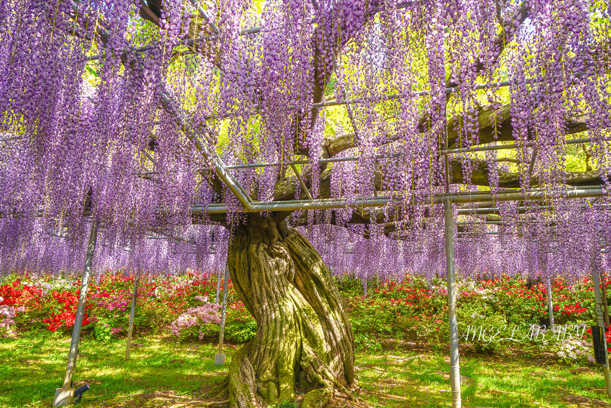 東京『足利花卉公園』CNN選為「世界10大夢幻旅遊景點」之一、鬼滅迷朝聖的必訪之地 @梅格(Angelababy)享樂日記