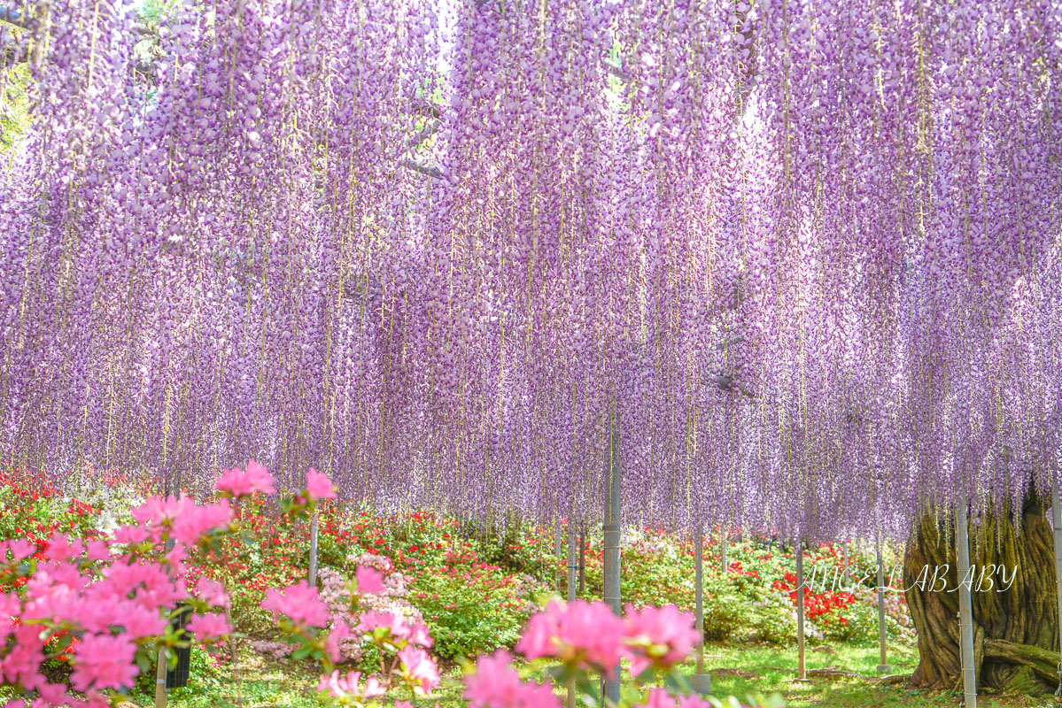 東京『足利花卉公園』CNN選為「世界10大夢幻旅遊景點」之一、鬼滅迷朝聖的必訪之地 @梅格(Angelababy)享樂日記