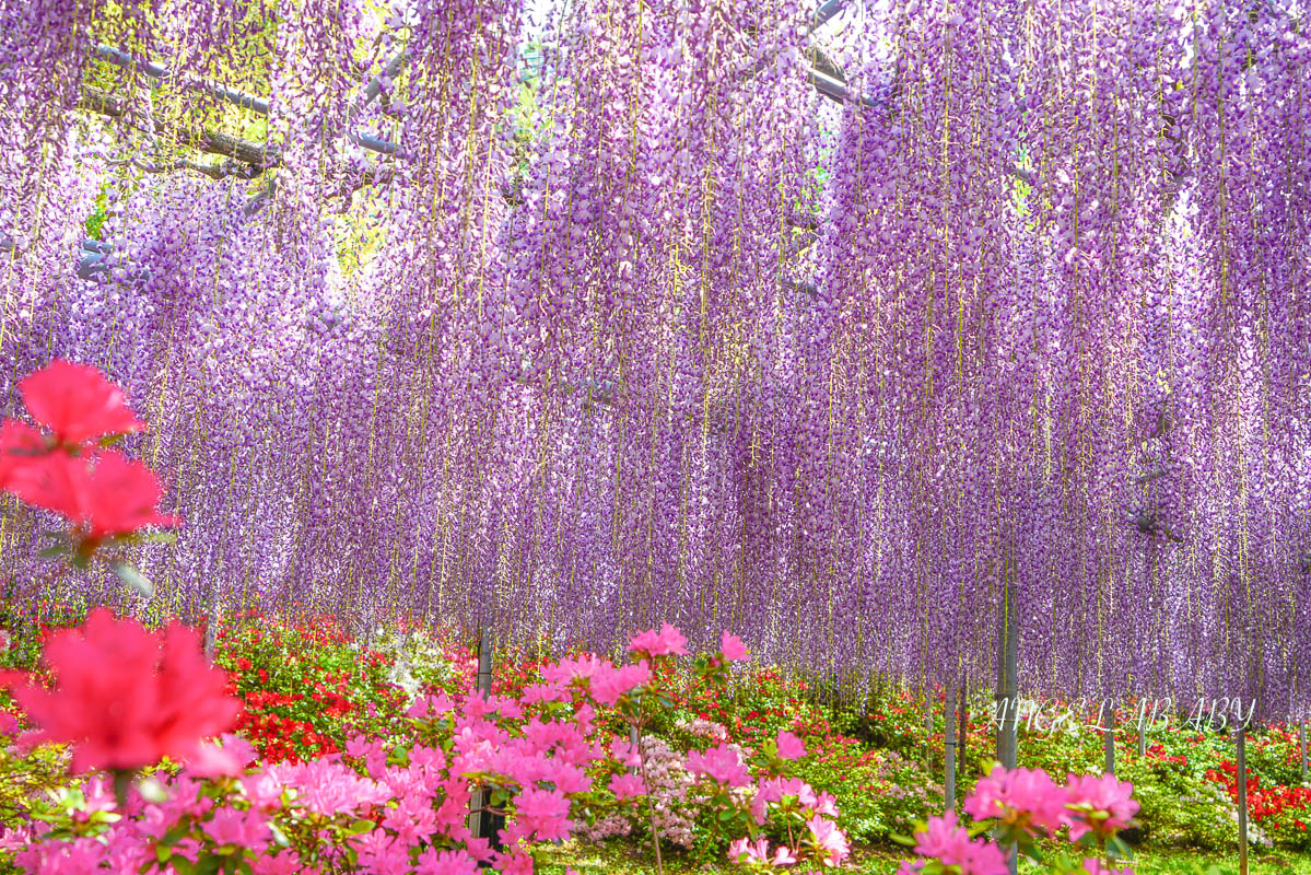 東京『足利花卉公園』CNN選為「世界10大夢幻旅遊景點」之一、鬼滅迷朝聖的必訪之地 @梅格(Angelababy)享樂日記