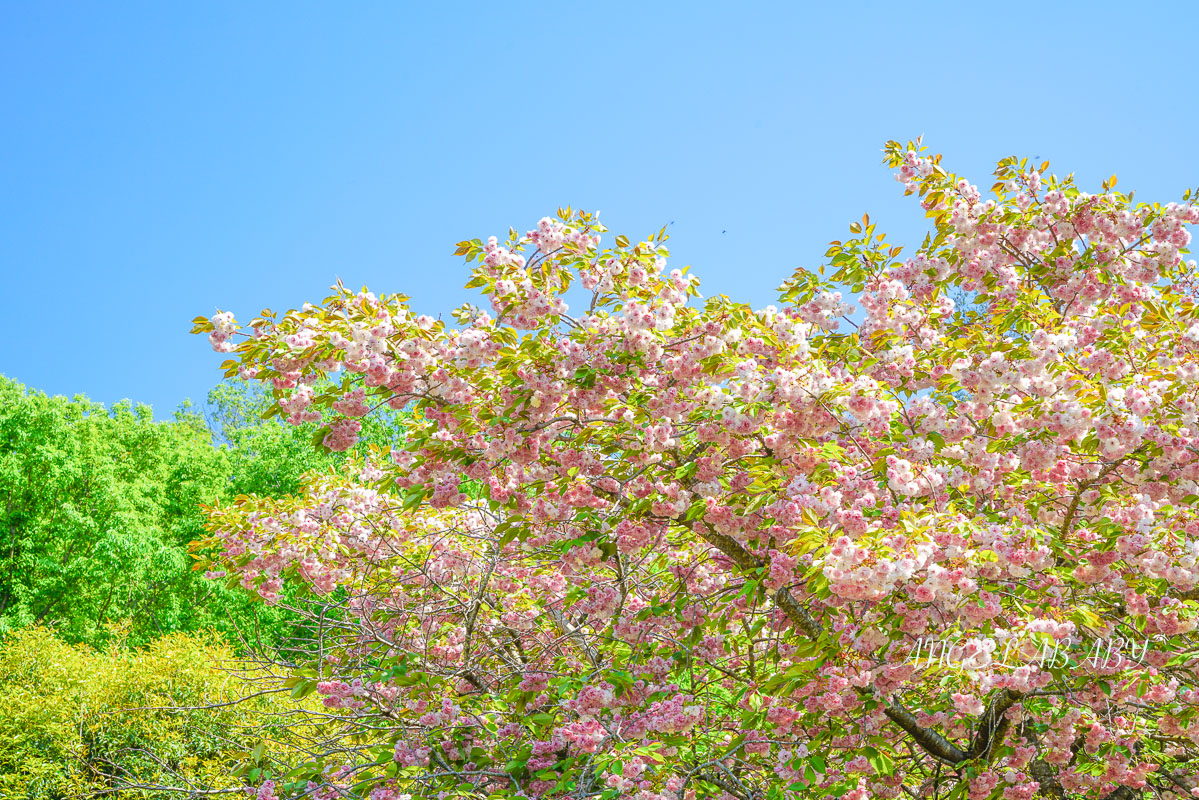 東京『足利花卉公園』CNN選為「世界10大夢幻旅遊景點」之一、鬼滅迷朝聖的必訪之地 @梅格(Angelababy)享樂日記