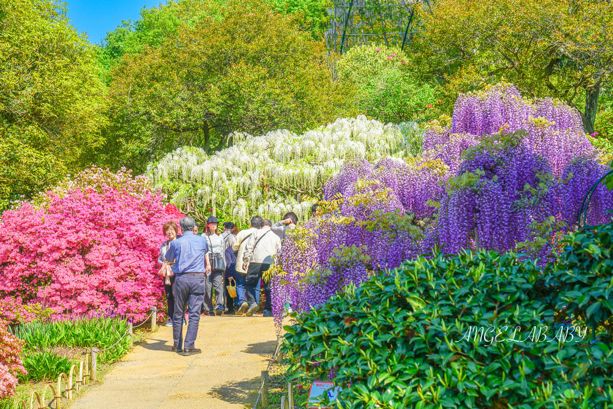 東京『足利花卉公園』CNN選為「世界10大夢幻旅遊景點」之一、鬼滅迷朝聖的必訪之地 @梅格(Angelababy)享樂日記
