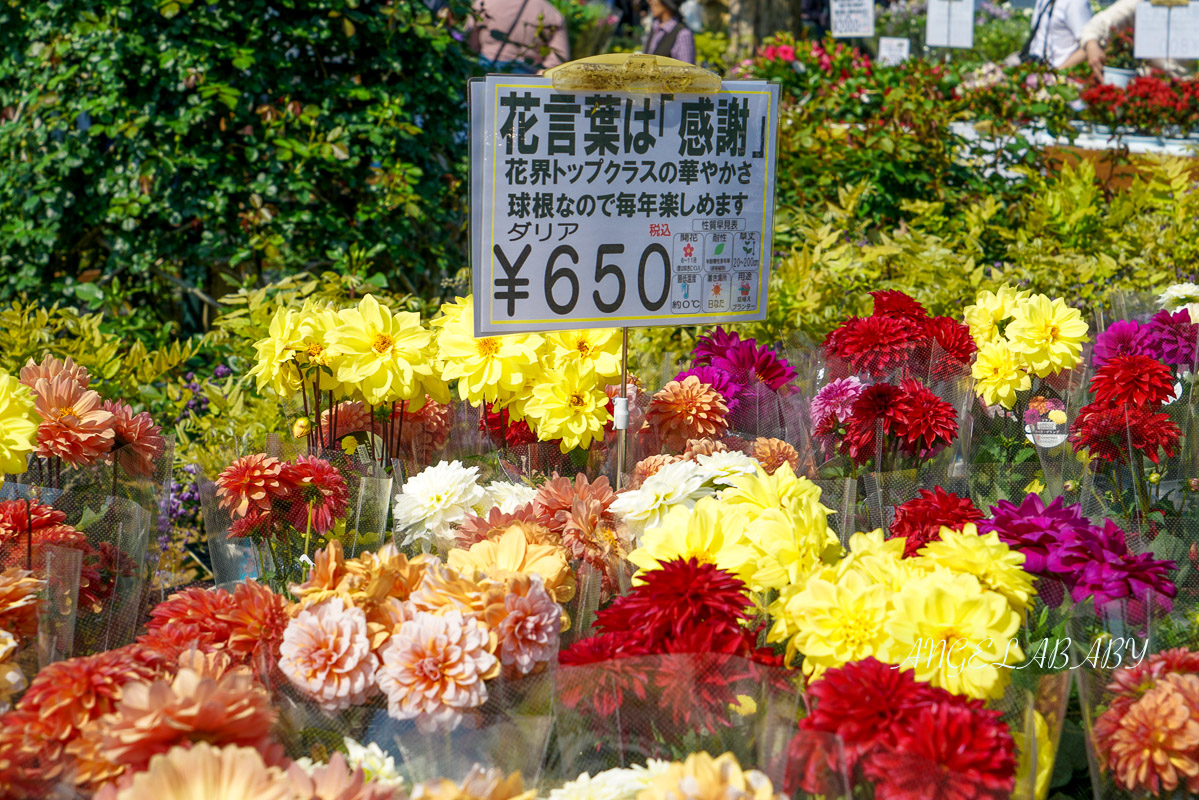 東京『足利花卉公園』CNN選為「世界10大夢幻旅遊景點」之一、鬼滅迷朝聖的必訪之地 @梅格(Angelababy)享樂日記