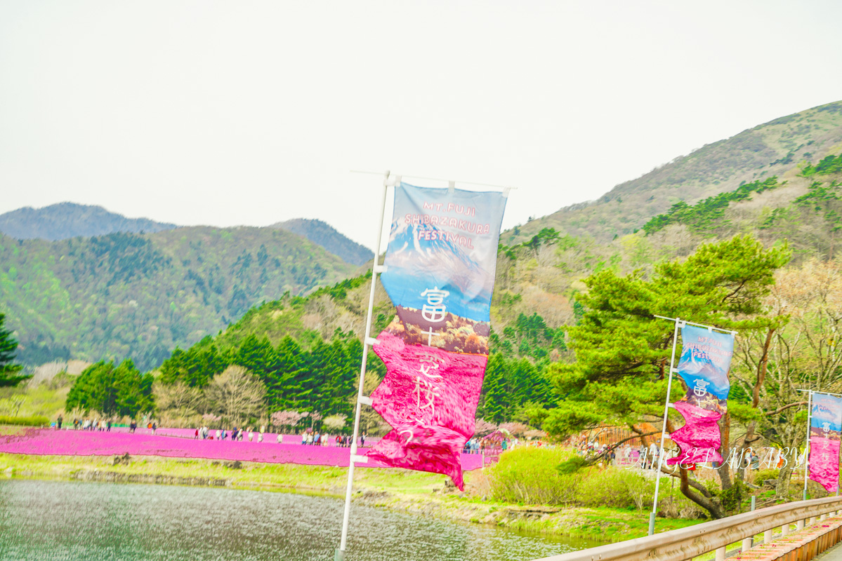 日本春季必訪芝櫻祭典『富士芝櫻祭』富士芝桜まつり怎麼去？富士山下的芝櫻花海 @梅格(Angelababy)享樂日記