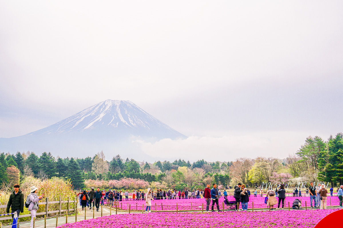 日本春季必訪芝櫻祭典『富士芝櫻祭』富士芝桜まつり怎麼去？富士山下的芝櫻花海 @梅格(Angelababy)享樂日記