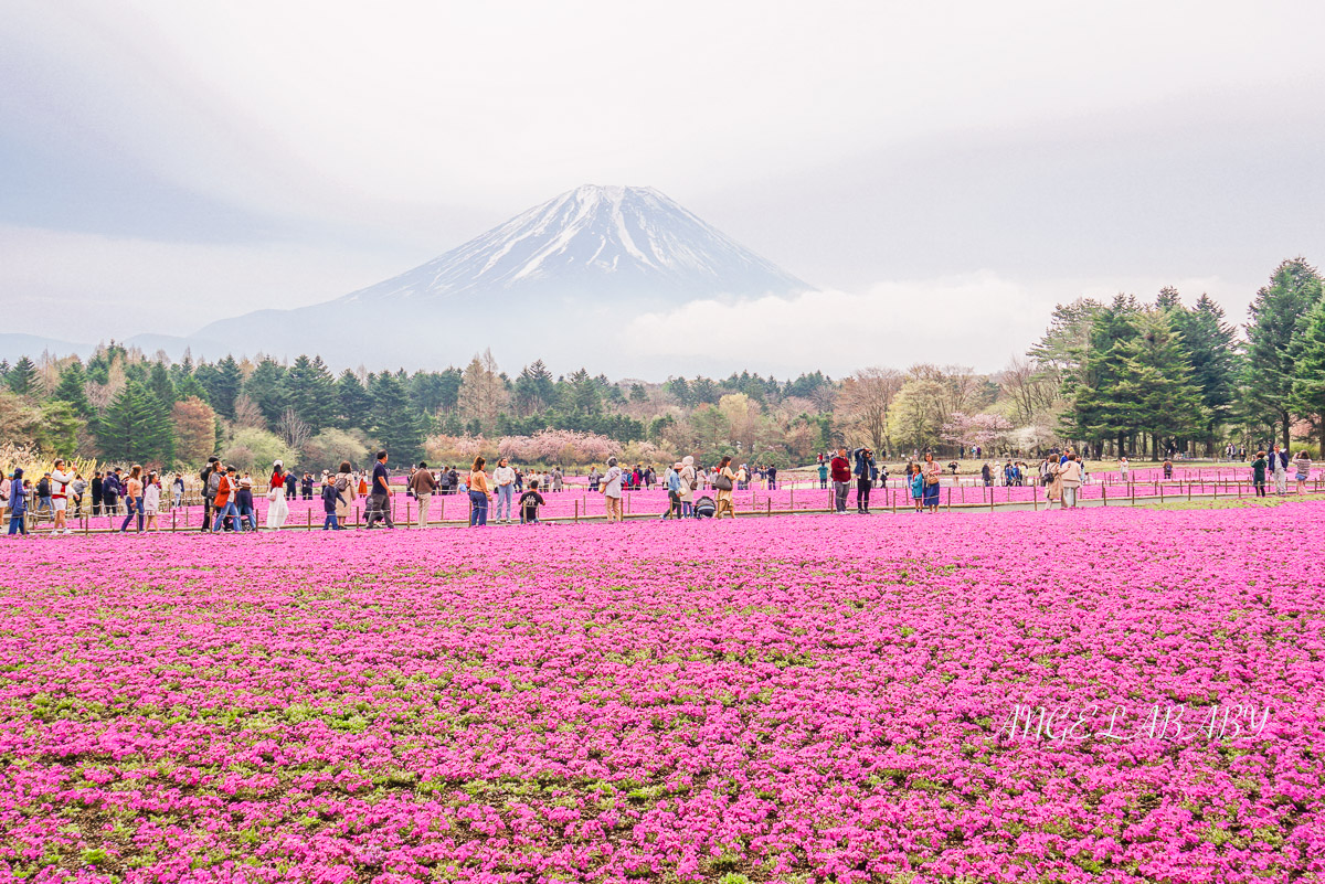 日本春季必訪芝櫻祭典『富士芝櫻祭』富士芝桜まつり怎麼去？富士山下的芝櫻花海 @梅格(Angelababy)享樂日記