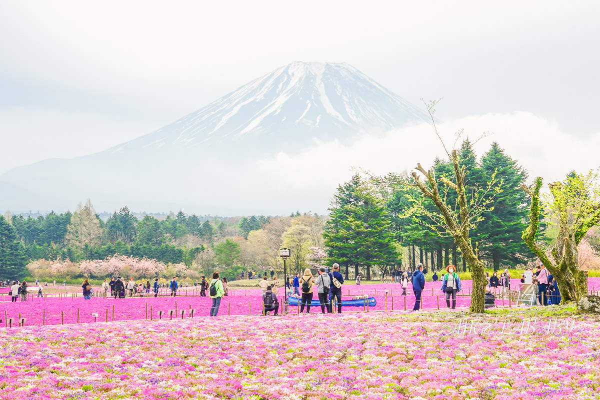 日本春季必訪芝櫻祭典『富士芝櫻祭』富士芝桜まつり怎麼去？富士山下的芝櫻花海 @梅格(Angelababy)享樂日記