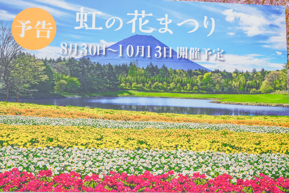 日本春季必訪芝櫻祭典『富士芝櫻祭』富士芝桜まつり怎麼去？富士山下的芝櫻花海 @梅格(Angelababy)享樂日記