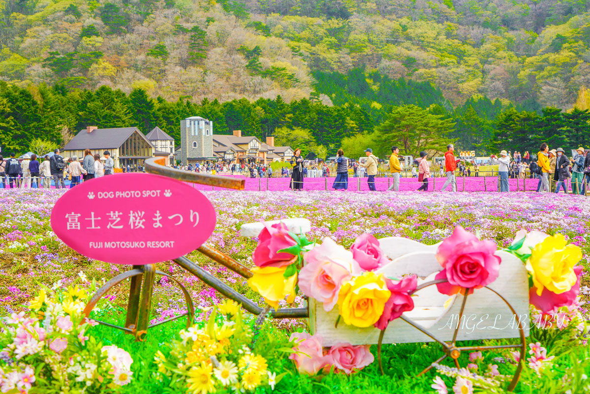 日本春季必訪芝櫻祭典『富士芝櫻祭』富士芝桜まつり怎麼去？富士山下的芝櫻花海 @梅格(Angelababy)享樂日記