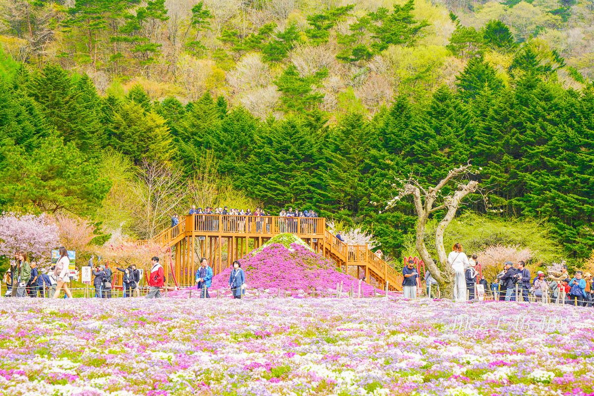 日本春季必訪芝櫻祭典『富士芝櫻祭』富士芝桜まつり怎麼去？富士山下的芝櫻花海 @梅格(Angelababy)享樂日記