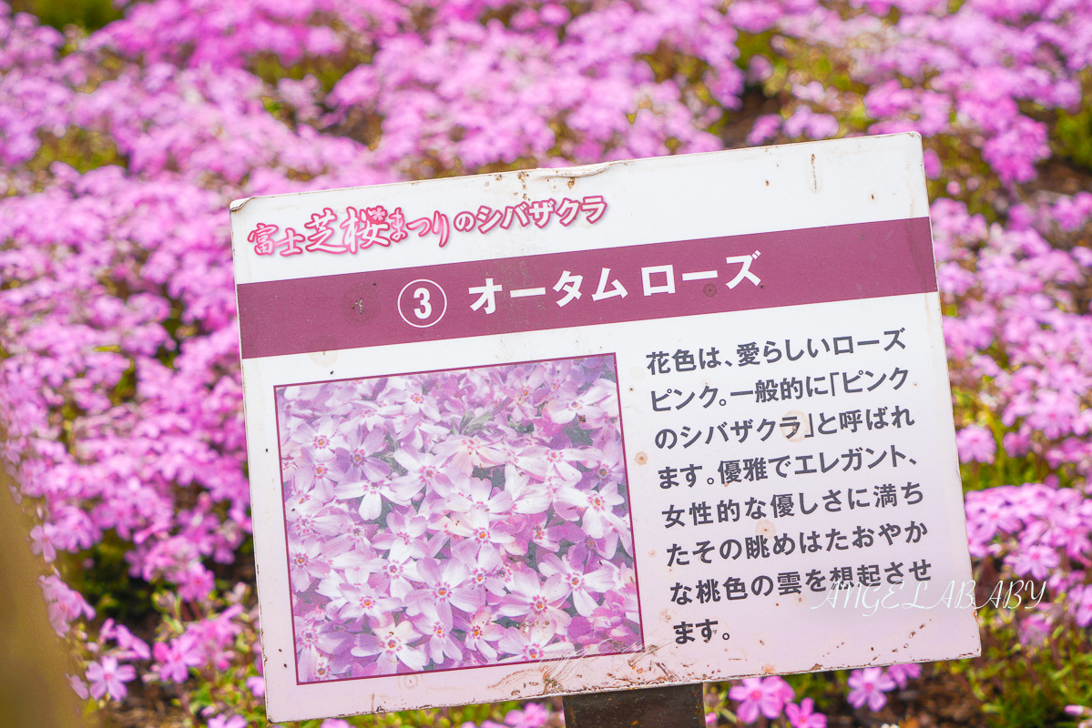 日本春季必訪芝櫻祭典『富士芝櫻祭』富士芝桜まつり怎麼去？富士山下的芝櫻花海 @梅格(Angelababy)享樂日記