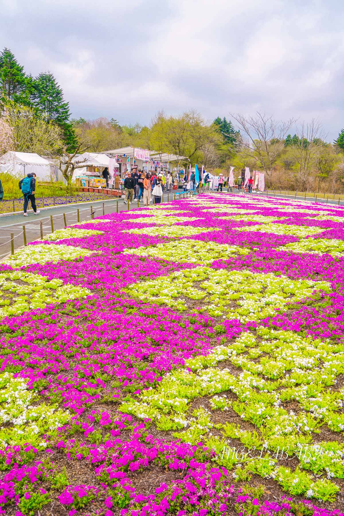 日本春季必訪芝櫻祭典『富士芝櫻祭』富士芝桜まつり怎麼去？富士山下的芝櫻花海 @梅格(Angelababy)享樂日記