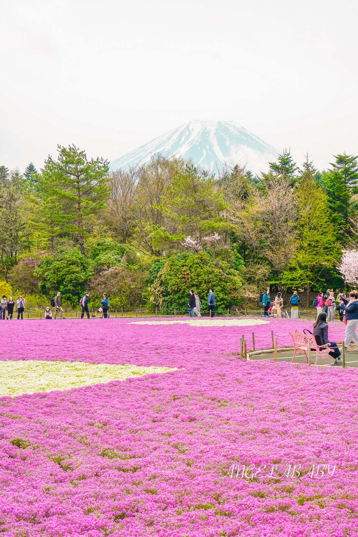 日本春季必訪芝櫻祭典『富士芝櫻祭』富士芝桜まつり怎麼去？富士山下的芝櫻花海 @梅格(Angelababy)享樂日記