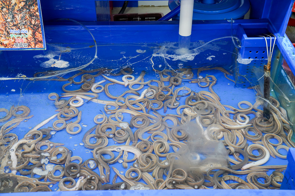 釜山札嘎其市場 (부산 자갈치시장)吃海鮮選第100攤、長腳蟹、鮑魚、帝王蟹、生章魚肥美新鮮招待超多 @梅格(Angelababy)享樂日記