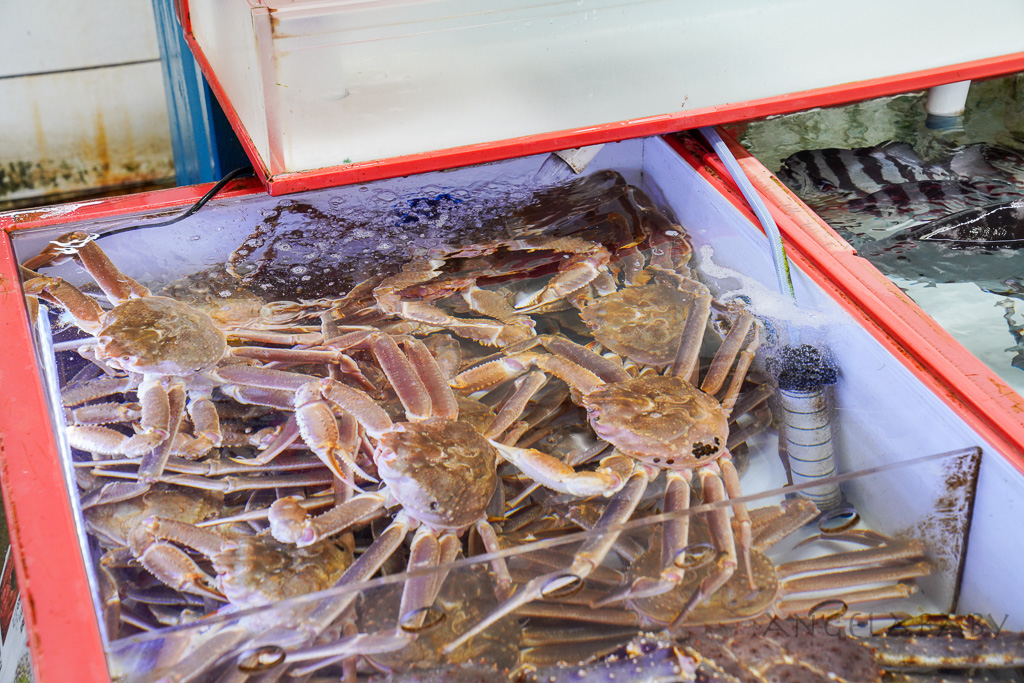 釜山札嘎其市場 (부산 자갈치시장)吃海鮮選第100攤、長腳蟹、鮑魚、帝王蟹、生章魚肥美新鮮招待超多 @梅格(Angelababy)享樂日記