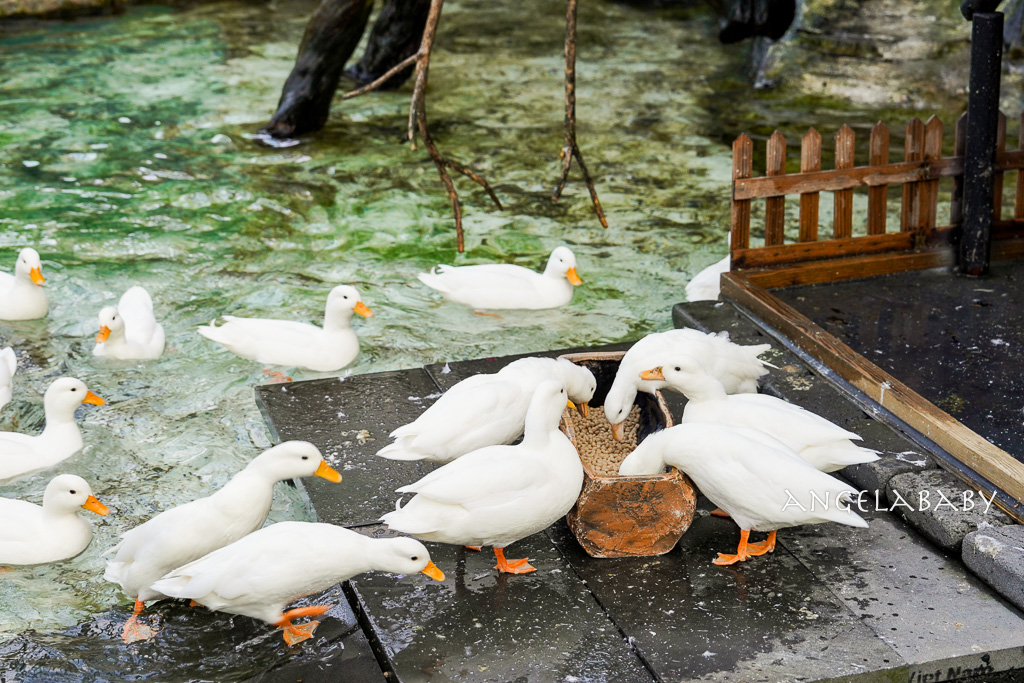 韓國首爾包車推薦『韓國華情旅行社／華情旅遊』客製化包車、京畿道和談林賞楓一日遊、機場接送、中文溝通！ @梅格(Angelababy)享樂日記