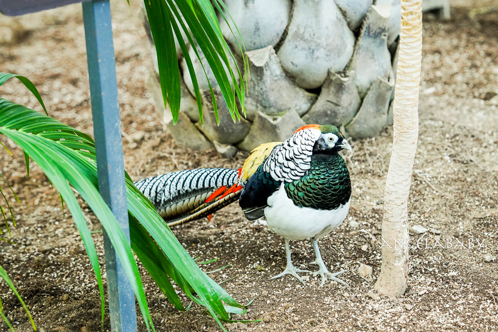 韓國首爾包車推薦『韓國華情旅行社/華情旅遊』客製化包車、京畿道和談林賞楓一日遊、機場接送、中文溝通! @梅格(Angelababy)享樂日記 韓國首爾包車推薦『韓國華情旅行社/華情旅遊』客製化包車、京畿道和談林賞楓一日遊、機場接送、中文溝通! @梅格(Angelababy)享樂日記