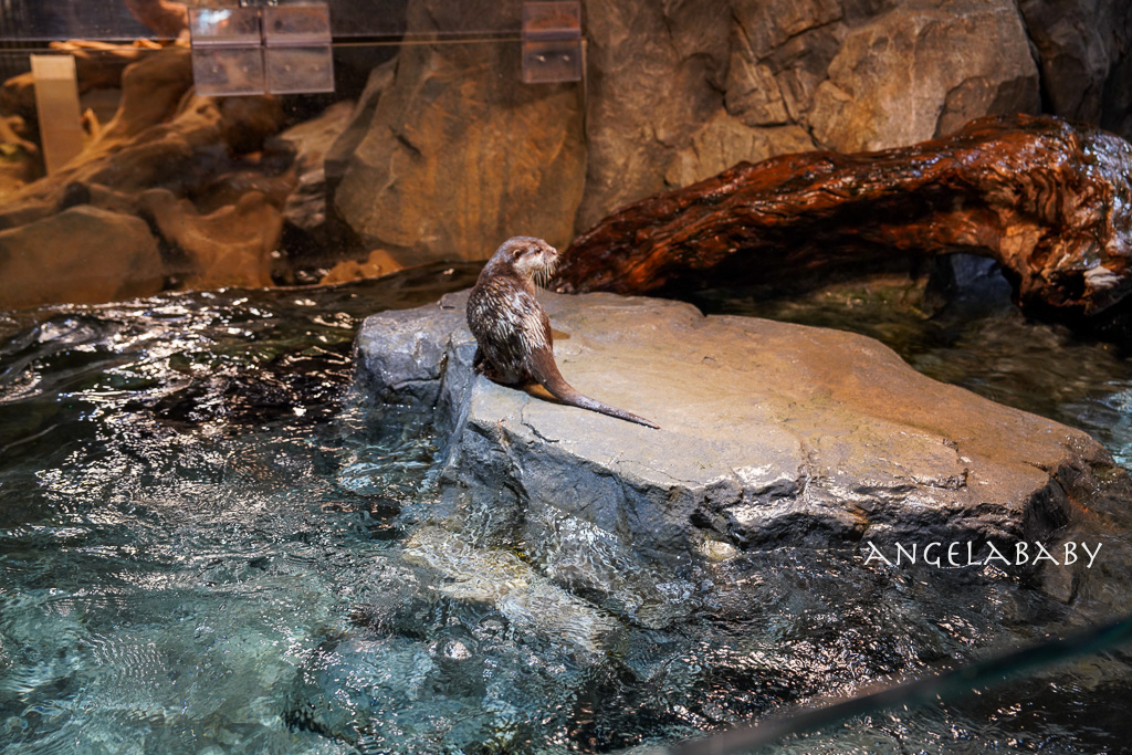 韓國首爾包車推薦『韓國華情旅行社／華情旅遊』客製化包車、京畿道和談林賞楓一日遊、機場接送、中文溝通！ @梅格(Angelababy)享樂日記