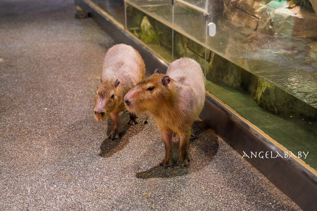 韓國首爾包車推薦『韓國華情旅行社/華情旅遊』客製化包車、京畿道和談林賞楓一日遊、機場接送、中文溝通! @梅格(Angelababy)享樂日記 韓國首爾包車推薦『韓國華情旅行社/華情旅遊』客製化包車、京畿道和談林賞楓一日遊、機場接送、中文溝通! @梅格(Angelababy)享樂日記