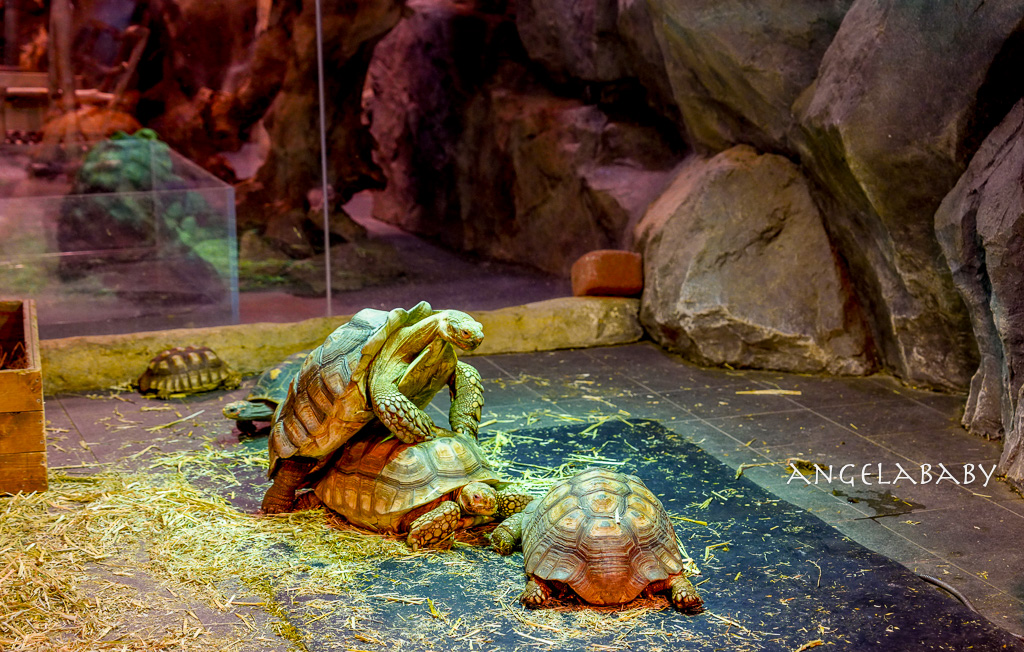 韓國首爾包車推薦『韓國華情旅行社/華情旅遊』客製化包車、京畿道和談林賞楓一日遊、機場接送、中文溝通! @梅格(Angelababy)享樂日記 韓國首爾包車推薦『韓國華情旅行社/華情旅遊』客製化包車、京畿道和談林賞楓一日遊、機場接送、中文溝通! @梅格(Angelababy)享樂日記