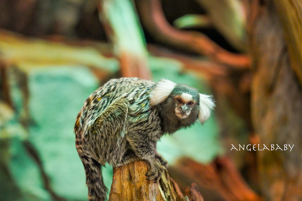 韓國首爾包車推薦『韓國華情旅行社／華情旅遊』客製化包車、京畿道和談林賞楓一日遊、機場接送、中文溝通！ @梅格(Angelababy)享樂日記