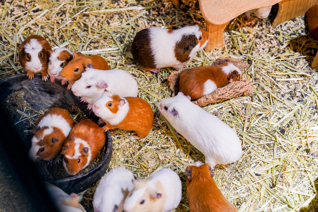 韓國首爾包車推薦『韓國華情旅行社／華情旅遊』客製化包車、京畿道和談林賞楓一日遊、機場接送、中文溝通！ @梅格(Angelababy)享樂日記