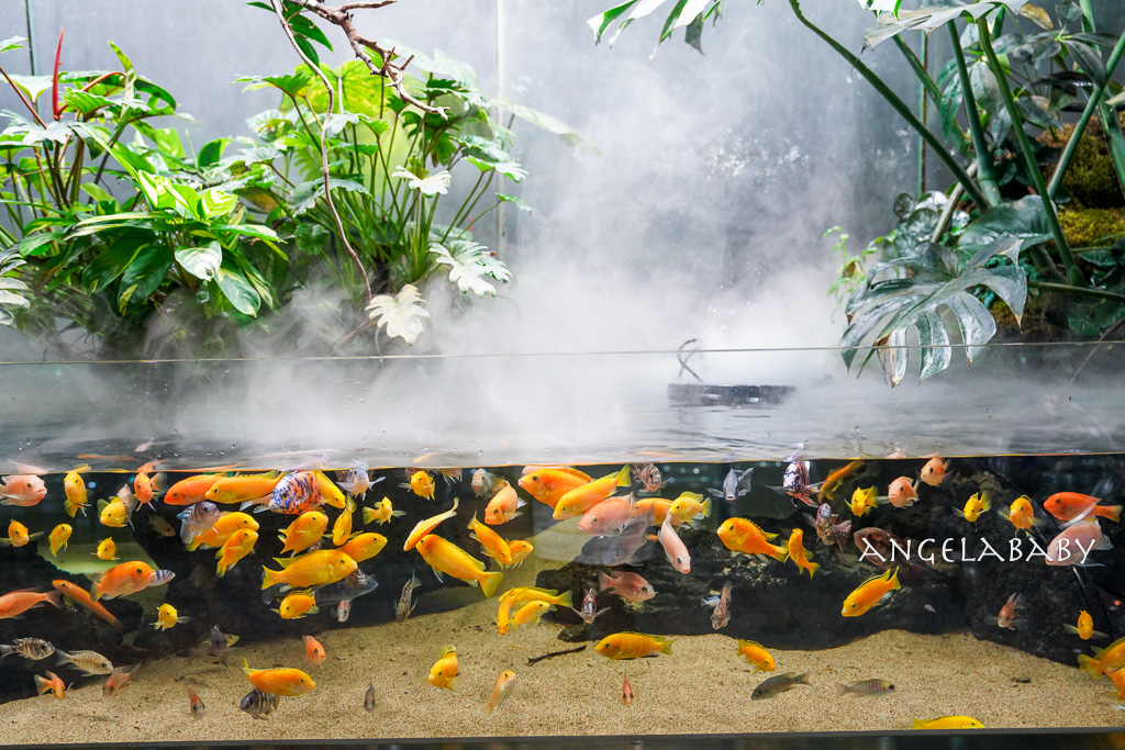 韓國首爾包車推薦『韓國華情旅行社／華情旅遊』客製化包車、京畿道和談林賞楓一日遊、機場接送、中文溝通！ @梅格(Angelababy)享樂日記